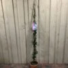 Trachelospermum Asiaticum 'Pink Showers' Climber 1.5m Tall (IT) -Garden Care Store 5021768134351 c5d54f41 6ac9 4306 b457 d8b8ac16c480