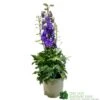 Delphinium Delgenius 'Breezin' 3Ltr Pot -Garden Care Store 5021768141939