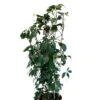 Parthenocissus Quinquefolia Virginia Creeper Climber 20 Ltr Pot -Garden Care Store 5021768147269 16b9ba73 7f45 45ed 8b5b be8ee02b632c