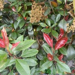 Photinia X Fraseri 'Red Robin' Pleached Form 2m Tall -Garden Care Store 5021768148341 2