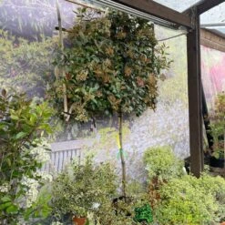 Photinia X Fraseri 'Red Robin' Pleached Form 2m Tall -Garden Care Store 5021768148341 3