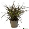 Pennisetum 'Chelsea' 2Ltr Pot 1 Pennisetum 'Chelsea' 2Ltr Pot -Garden Care Store 5021768150221