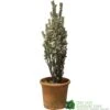 Euonymus Japonicus 'White Spire' Plant 40cm Tall (IT) -Garden Care Store 5021768150252 7a90bfca c7eb 49df b0b4 e4230352698d