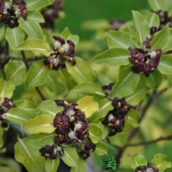 Pittosporum 'Tenuifolium' 3Ltr Pot