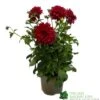 Dahlia 'RedFubuki' 3Ltr Pot -Garden Care Store 5021768161470