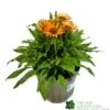 Echinacea 'Prima Saffron' 3Ltr Pot -Garden Care Store 5021768165874