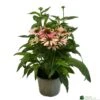 Echinacea 'Pollynation Orange Red' 3Ltr Pot -Garden Care Store 5021768178706