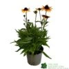 Echnacea 'Parrot' 3Ltr Pot 1 Echnacea 'Parrot' 3Ltr Pot -Garden Care Store 5021768183823