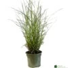 Miscanthus 'Sunlit Satin' 3Ltr Pot 2 Miscanthus 'Sunlit Satin' 3Ltr Pot -Garden Care Store 5021768185056