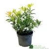 Pieris 'Flaming Silver' 2Ltr Pot (NL) 1 Pieris 'Flaming Silver' 2Ltr Pot (NL) -Garden Care Store 5023242090252