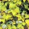 Physocarpus Opulifolius 'Angel Gold' Ninebark Plant 3Ltr Pot -Garden Care Store 5023242188591 2