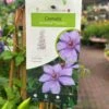 Clematis 'Bernadine' Climber 3Ltr Pot -Garden Care Store 5025338000046