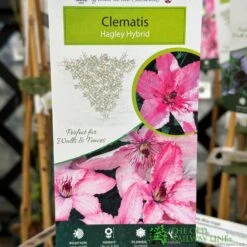 Clematis 'Hagley Hybrid' Climber 2Ltr Pot