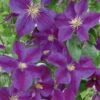 Clematis 'Star Of India' Climber 3 Ltr Pot -Garden Care Store 5025338001418