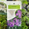 Clemetis Viticella 'Polish Spirit' Climber 3Ltr Pot -Garden Care Store 5025338001609