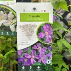 Clemetis Viticella 'Polish Spirit' Climber 3Ltr Pot