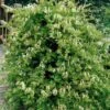 Honeysuckle 'Halls Prolific' Lonicera Japonica Climber 3Ltr Pot -Garden Care Store 5025338002200