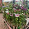 Clematis 'Summer Hybrids' Mixed Variety 2Ltr Pot 2 Clematis 'Summer Hybrids' Mixed Variety 2Ltr Pot -Garden Care Store 5025338003023