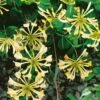 Honeysuckle 'Graham Thomas' Lonicera Japonica Climber 3Ltr Pot -Garden Care Store 5025338003153