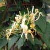 Lonicera Similis Var. Delavayi Honeysuckle 3 Ltr Pot -Garden Care Store 5025338004556