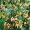 Lonicera Japonica 'Copper Beauty' 3Ltr Pot -Garden Care Store 5025338005850