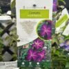 Clematis 'Night Veil' Climber 3Ltr Pot -Garden Care Store 5025338009056