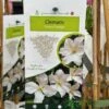 Clematis 'Prince George' Climber 3Ltr Pot 1 Clematis 'Prince George' Climber 3Ltr Pot -Garden Care Store 5025338009568