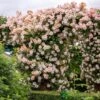 David Austin 'Phyllis Bide'Apricot Pink Rambling Rose 6Ltr Pot -Garden Care Store 5031825004060