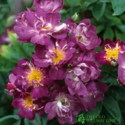 David Austin 'Veilchenblau' Rambling Rose6Ltr Pot