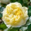 David Austin 'Charles Darwin' Yellow English Rose 6Ltr Pot 1 David Austin 'Charles Darwin' Yellow English Rose 6Ltr Pot -Garden Care Store 5031825015936 7f780bb1 f165 4e53 8a34 bdcaafd66cd6