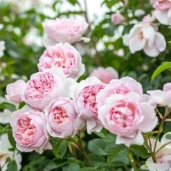 David Austin 'Wildeve' Light Pink English Shrub Rose6Ltr Pot
