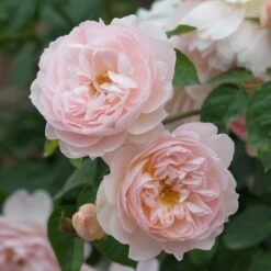 David Austin 'Gentle Hermione' Pink English Rose 6Ltr Pot -Garden Care Store 5031825016971 3