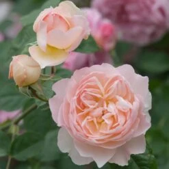 David Austin 'Gentle Hermione' Pink English Rose 6Ltr Pot -Garden Care Store 5031825016971 4