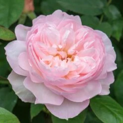 David Austin 'Gentle Hermione' Pink English Rose 6Ltr Pot -Garden Care Store 5031825016971 5