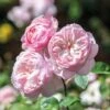David Austin 'Gentle Hermione' Pink English Rose 6Ltr Pot -Garden Care Store 5031825016971 70f7597d 3b22 4ad1 86f0 fafd32a8e6d9
