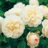 David Austin 'Lichfield Angel' Cream English Shrub Rose 6Ltr Pot 1 David Austin 'Lichfield Angel' Cream English Shrub Rose 6Ltr Pot -Garden Care Store 5031825017589 c0d65ef7 67d5 435e 9a62 74951c15ab7d