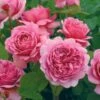 David Austin 'Princess Alexandra Of Kent' Bright Pink English Shrub Rose Plant 6Ltr Pot -Garden Care Store 5031825018364