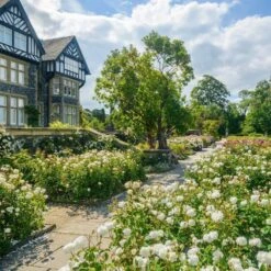 Garden Care Store -Garden Care Store 5031825019668 2