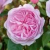David Austin 'Olivia Rose Austin' Mid Pink English Rose 6Ltr Pot