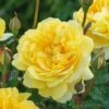 David Austin 'The Poet's Wife' Yellow English Rose 6Ltr Pot 2 David Austin 'The Poet's Wife' Yellow English Rose 6Ltr Pot -Garden Care Store 5031825021098