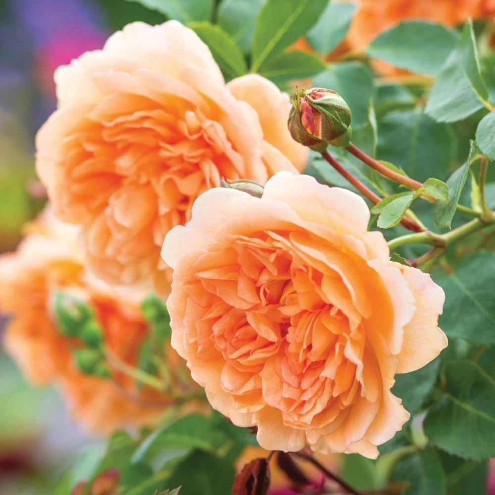 David Austin 'Dame Judi Dench' Orange English Rose 6Ltr Pot 3 David Austin 'Dame Judi Dench' Orange English Rose 6Ltr Pot