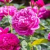 David Austin 'James L Austin' Deep Pink English Shrub Rose 6Ltr Pot -Garden Care Store 5031825021746 c6dc1f71 20e3 45ad a784 81cc6d2e06f3