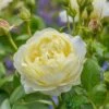 David Austin 'Vanessa Bell' Pale Yellow English Rose 6Ltr Pot 2 David Austin 'Vanessa Bell' Pale Yellow English Rose 6Ltr Pot -Garden Care Store 5031825021753 f0766a4e 6721 4a00 b03c b80fec0bfd2d