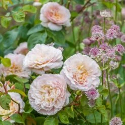 David Austin 'Emily Brontë' Pink English Rose 6Ltr Pot -Garden Care Store 5031825021869 3 9b7506c8 1c1e 4c44 9a3b 79c60ca6b933