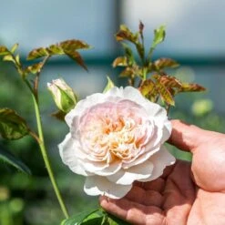 David Austin 'Emily Brontë' Pink English Rose 6Ltr Pot -Garden Care Store 5031825021869 4 96eaa3fc e893 40fc 9443 34a04989ee63