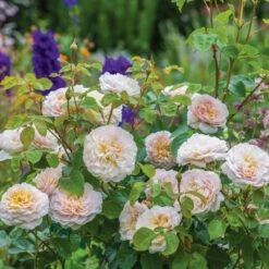 David Austin 'Emily Brontë' Pink English Rose 6Ltr Pot -Garden Care Store 5031825021869 5 fbe9841b df99 4482 a9d2 8bfe3d7a6101