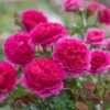 David Austin 'Gabriel Oak' Pink English Shrub Rose 6 Ltr Pot -Garden Care Store 5031825021999