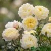 David Austin 'Nye Bevan' Yellow English Shrub Rose6Ltr Pot -Garden Care Store 5031825022170