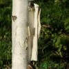 Betula Utilis 'Snow Queen' Birch Tree 12Ltr Pot -Garden Care Store 5038838002755 86582681 98e1 40ee 978d 4545d54fc9dd