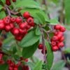 Cotoneaster 'Hybridus Pendulus' 12Ltr Pot -Garden Care Store 5038838003110